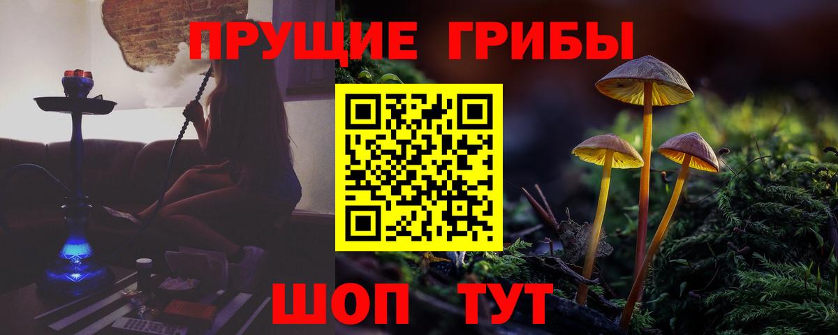 Псилоцибиновые грибы мицелий  закладки  Нововоронеж  Псилоцибиновые грибы GOLDEN TEACHER 